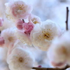 春の気配 2014 ～梅～