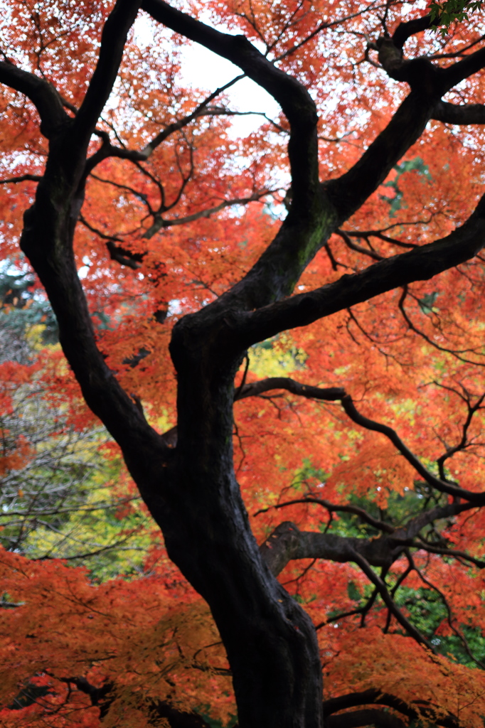 紅葉燃える