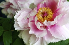 芍薬