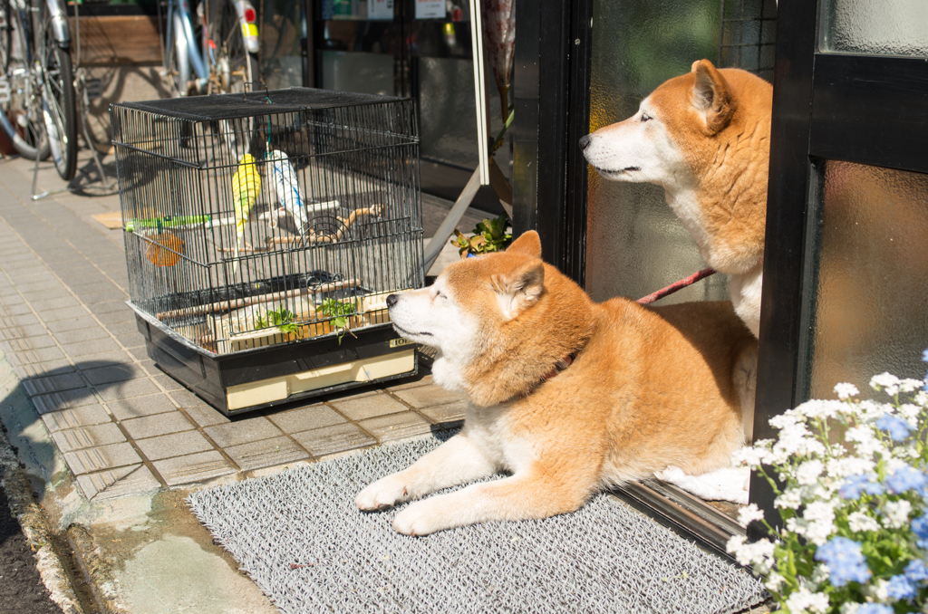 二匹と、二羽と、ふたり