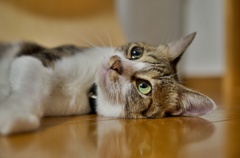 猫じゃらし