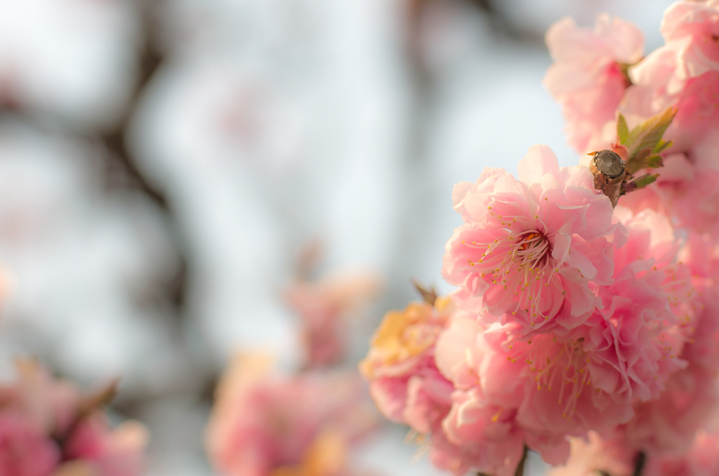 めでる花の名前知らず