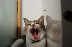 きば１