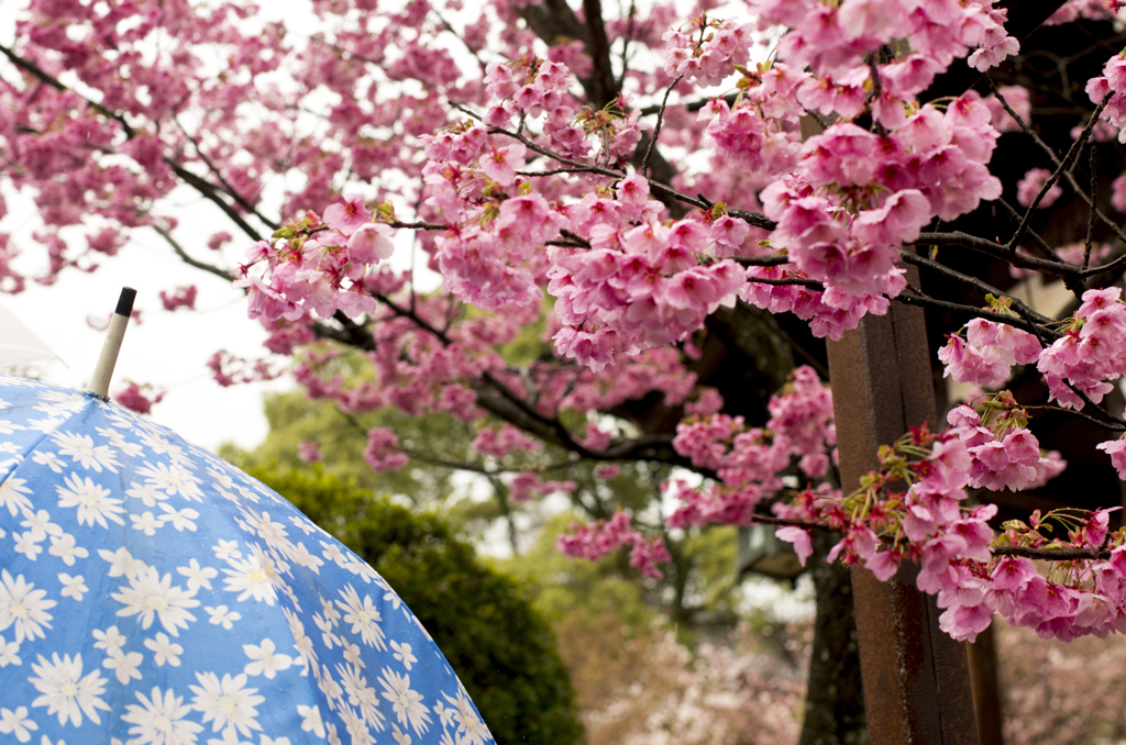 桜tと雨と傘と