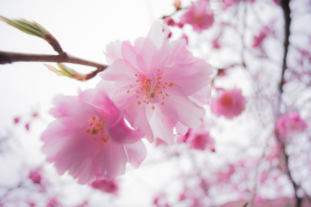 桜