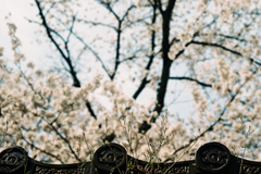 新芽