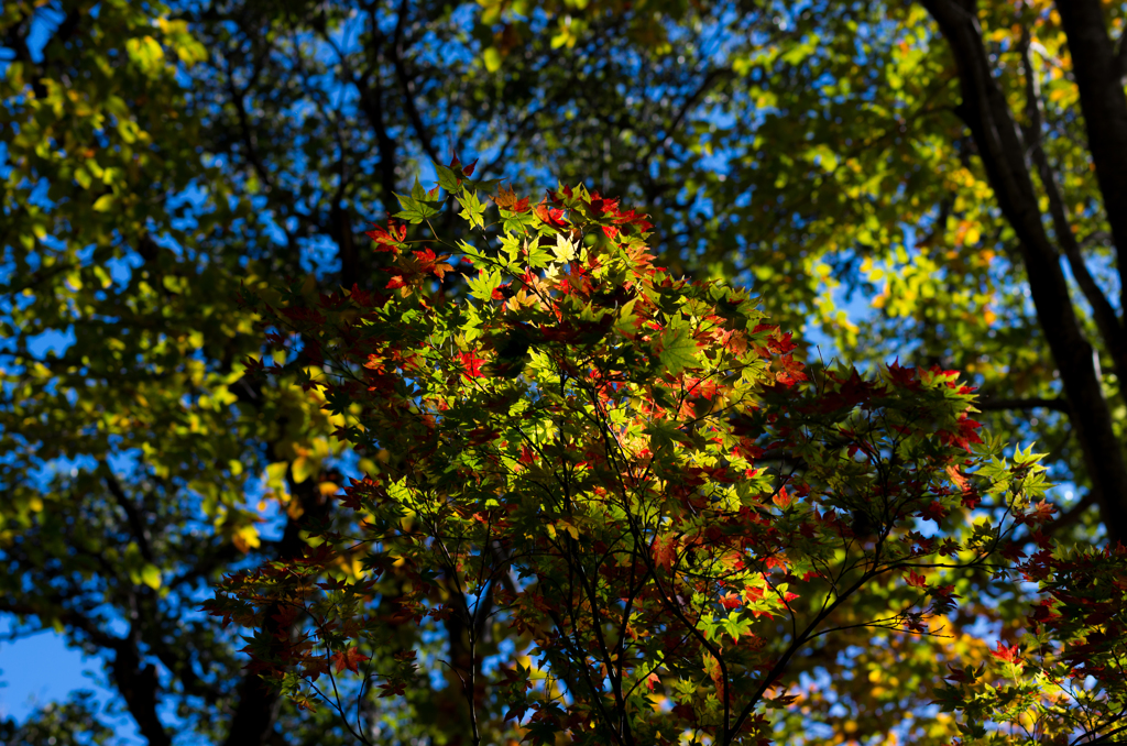 白山　紅葉