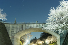 金沢城　桜　明け方