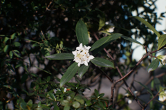 DSC07120