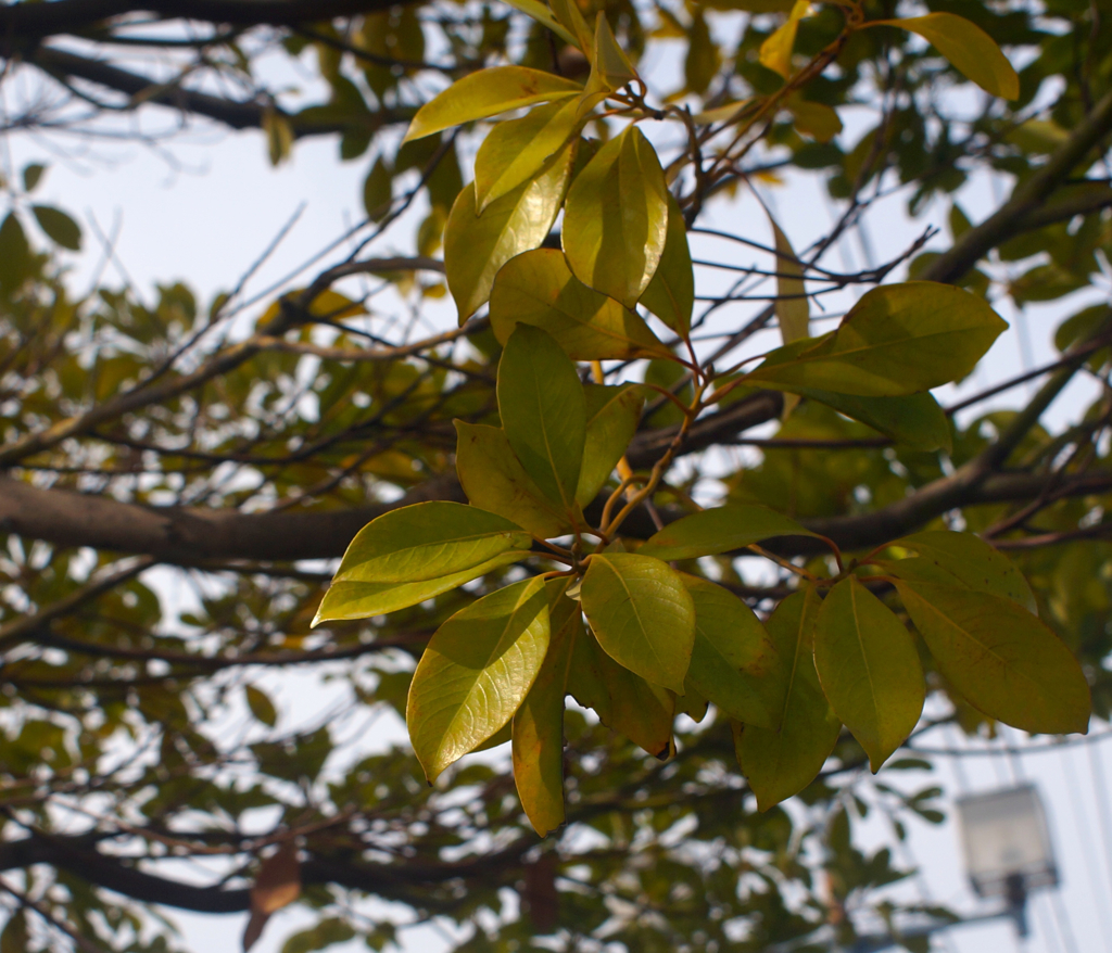 DSC07255