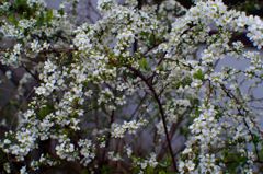 花を競う