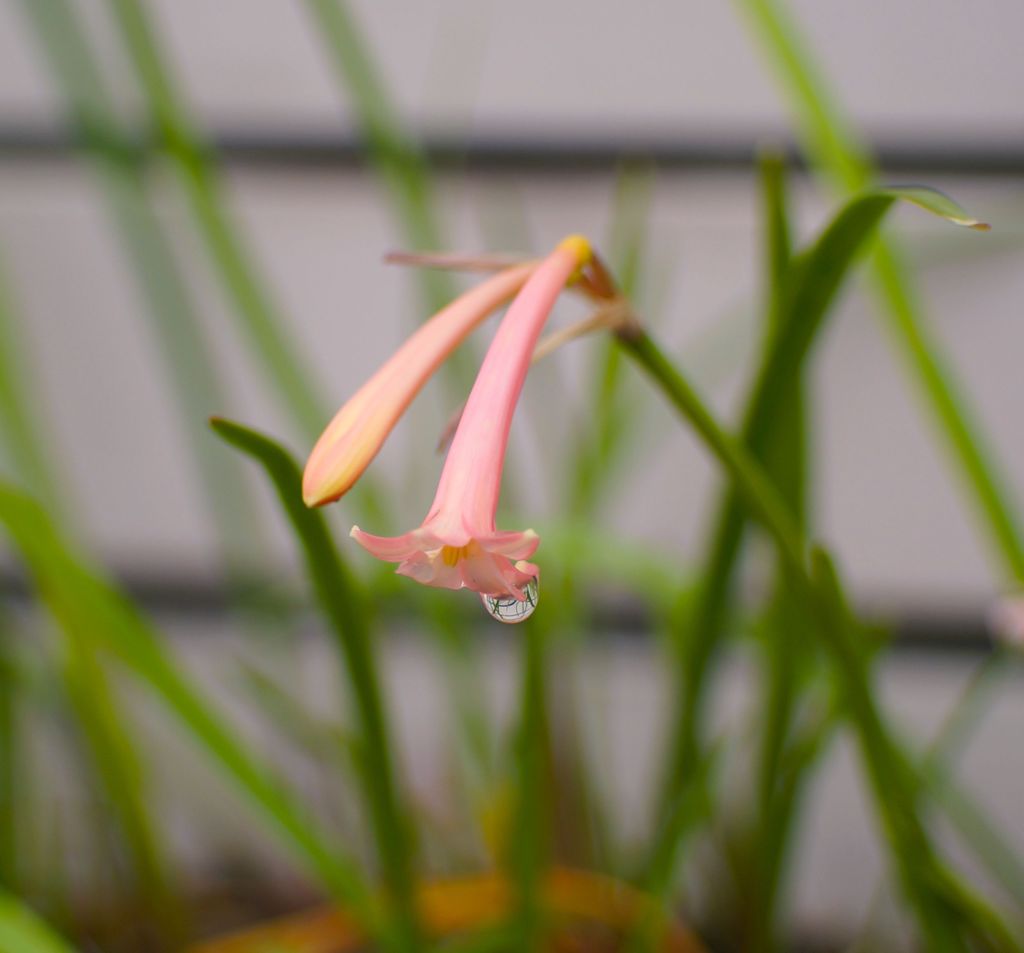 春雨