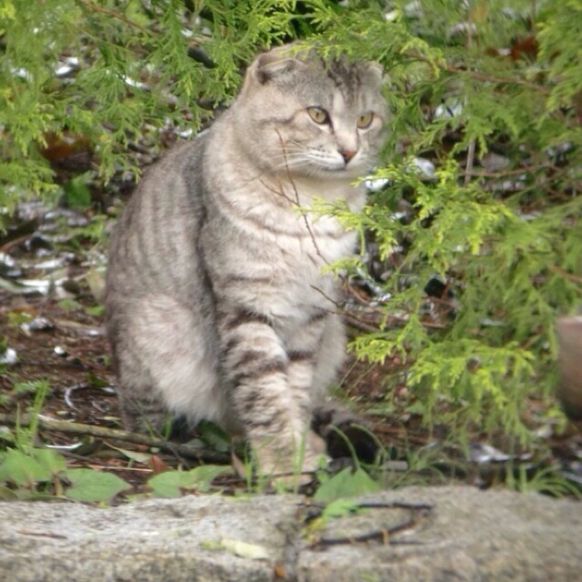 野良にゃん