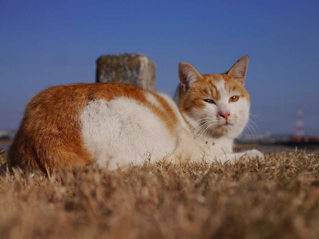 なんか寄ってきたにゃ( *｀ω´)