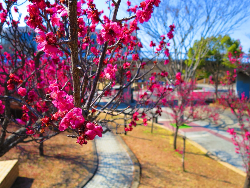 ぴんくの花