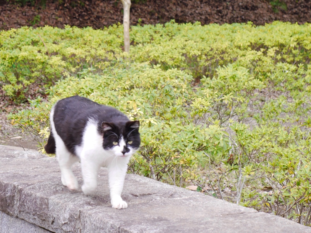 おお、来たのか