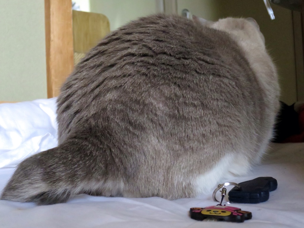 ねこ山 (cat hill)
