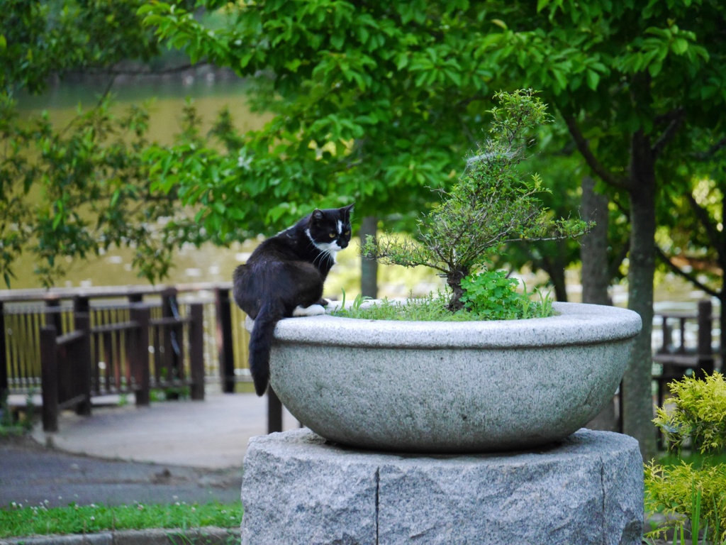 盆栽ねこ