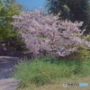 道端の桜