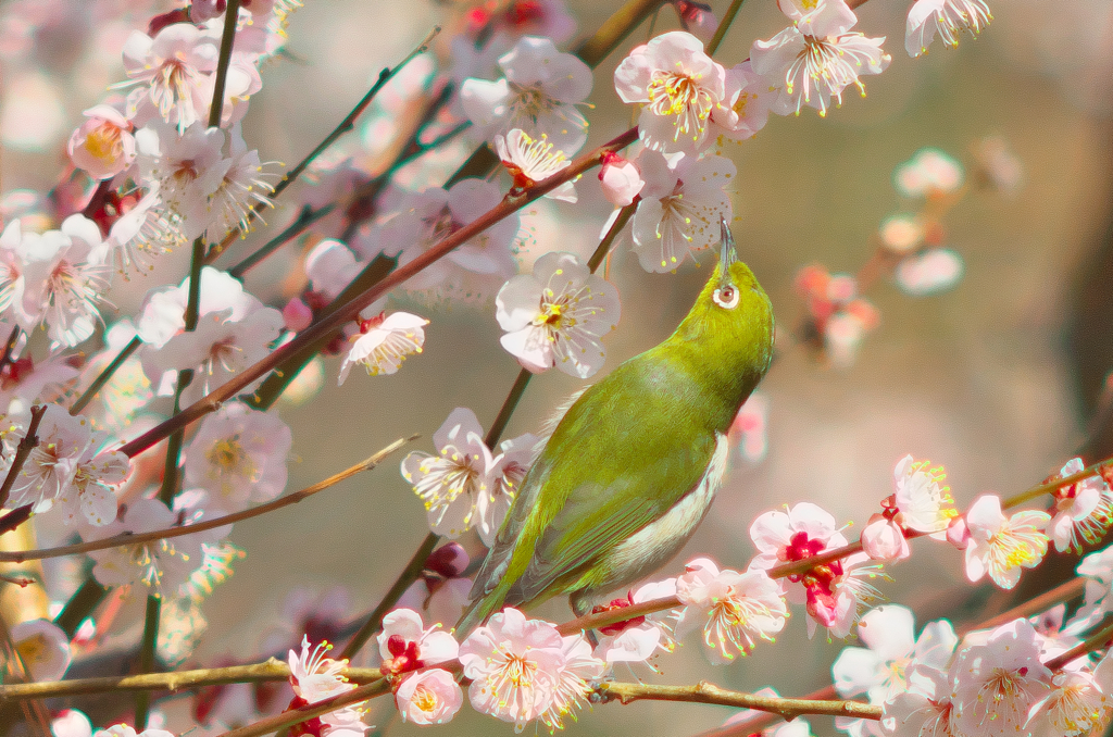 Japanese White-Eye and Japanes Apricot 