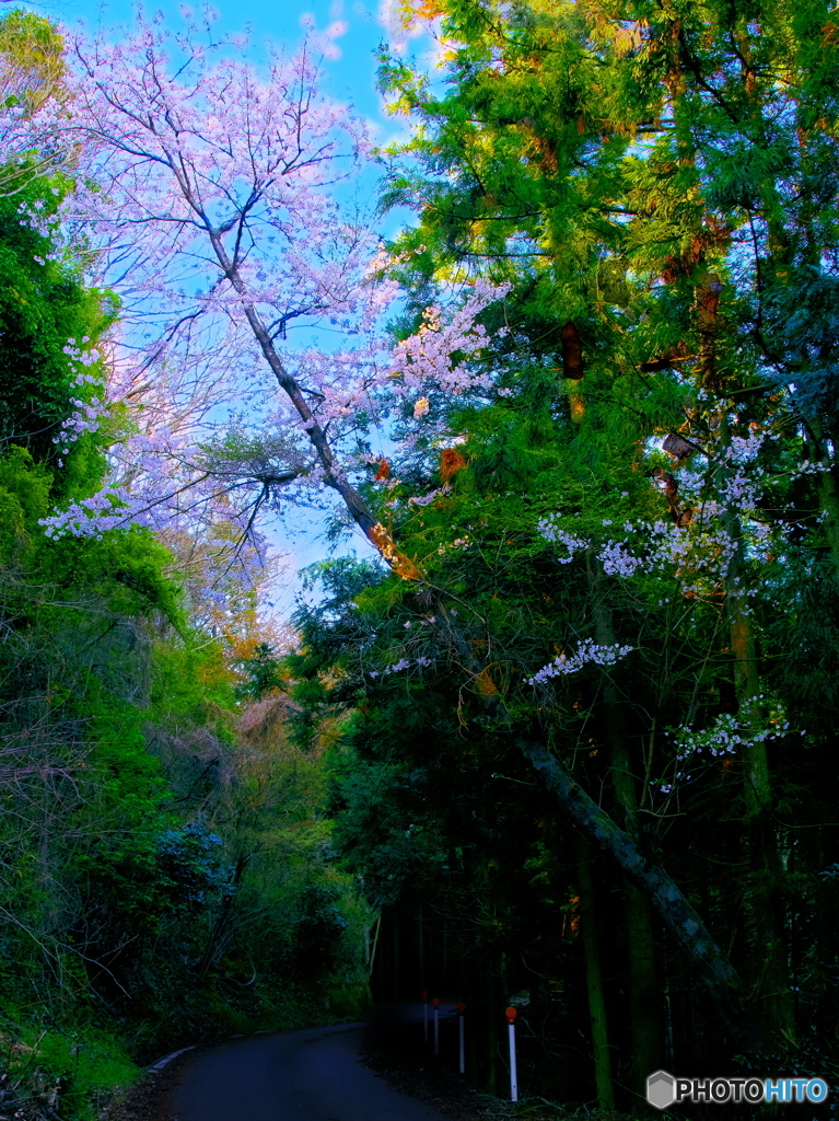 道をまたがって咲く山桜