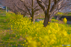 菜の花ロード