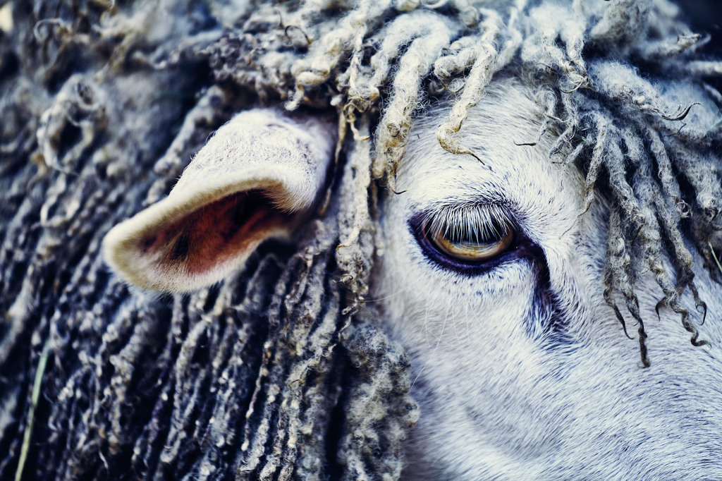 sheep