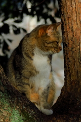 野良ニャン（止まり木）