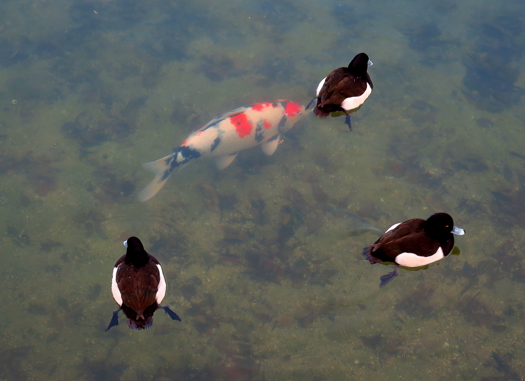ビロードキン黒と鯉