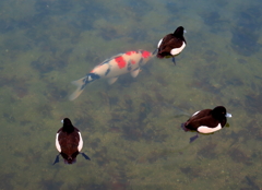 ビロードキン黒と鯉