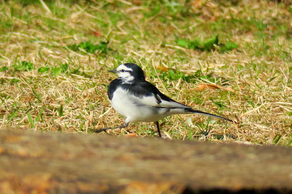 胸を張ってぇ～前へ進め！！（歩行するハクセキレイ）