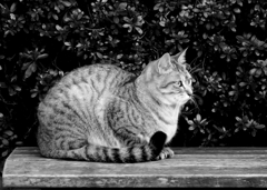 今朝の野良ニャン