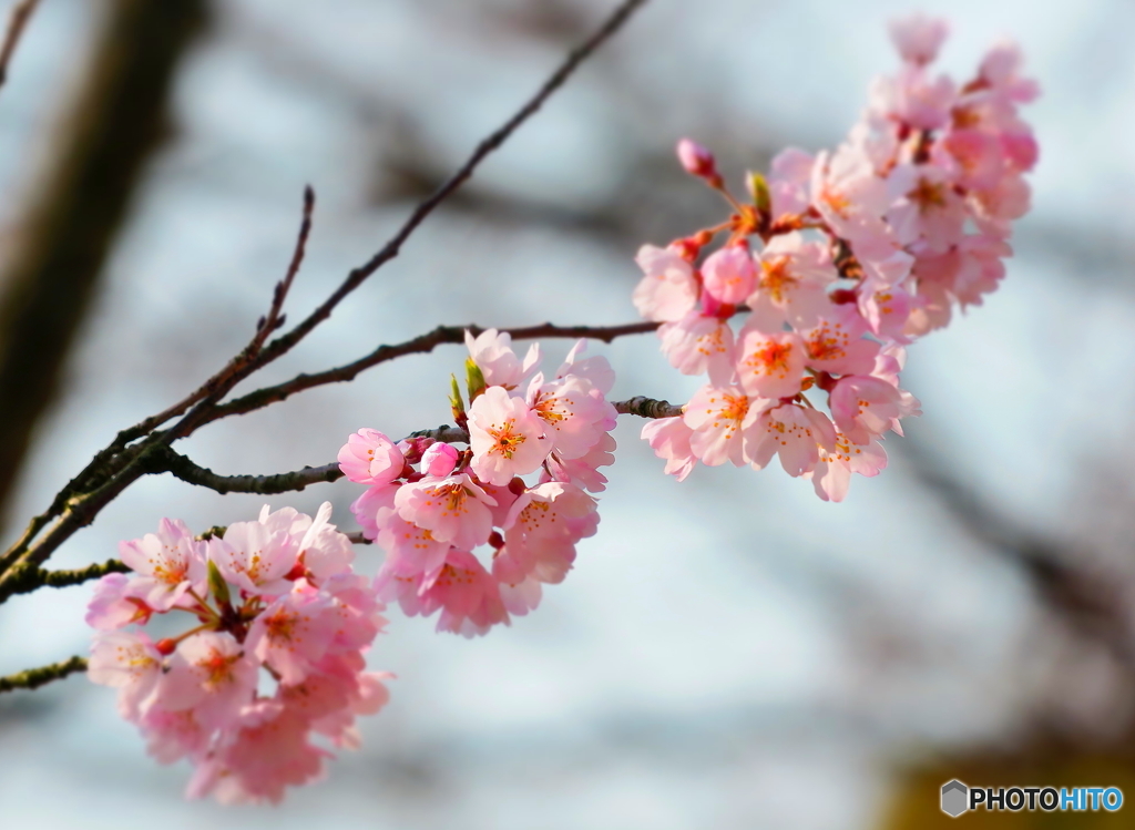 公園の桜