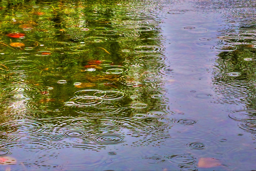 華の長雨　菜種梅雨