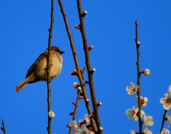 梅と雀～(-"-;A ...アセアセ