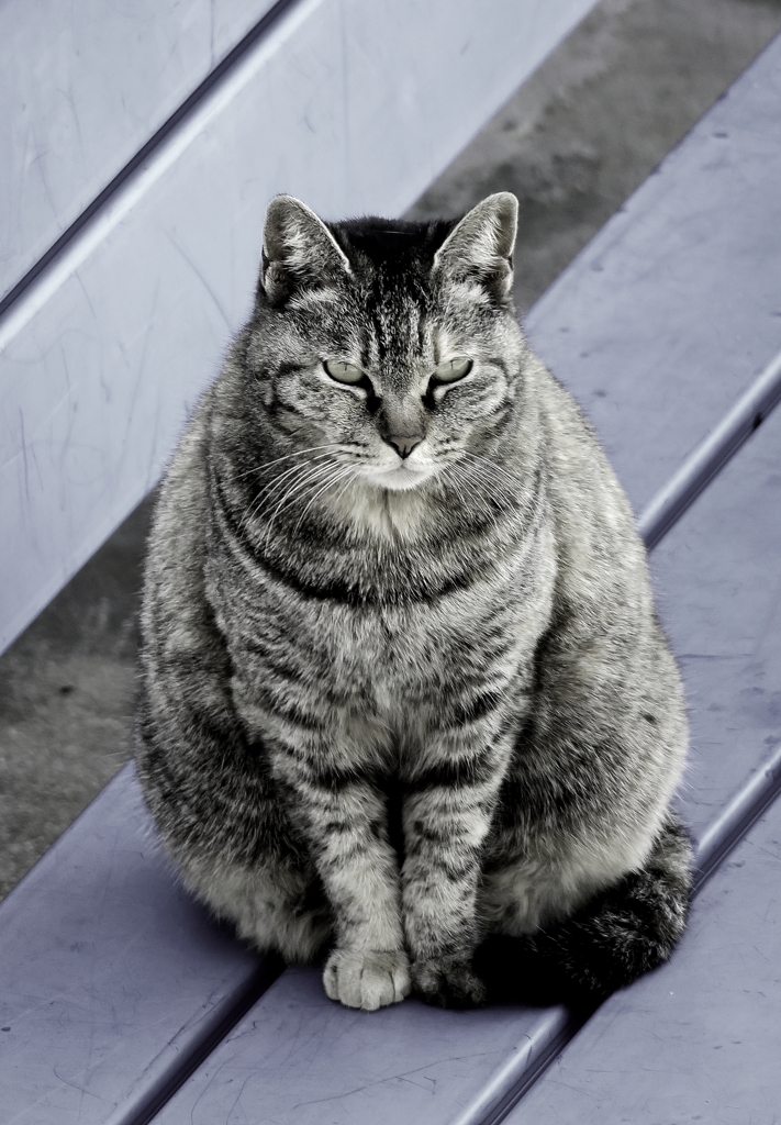 尾道野良ニャン～♪