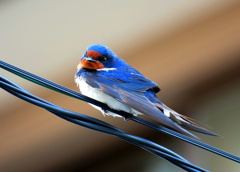Swallow（燕）