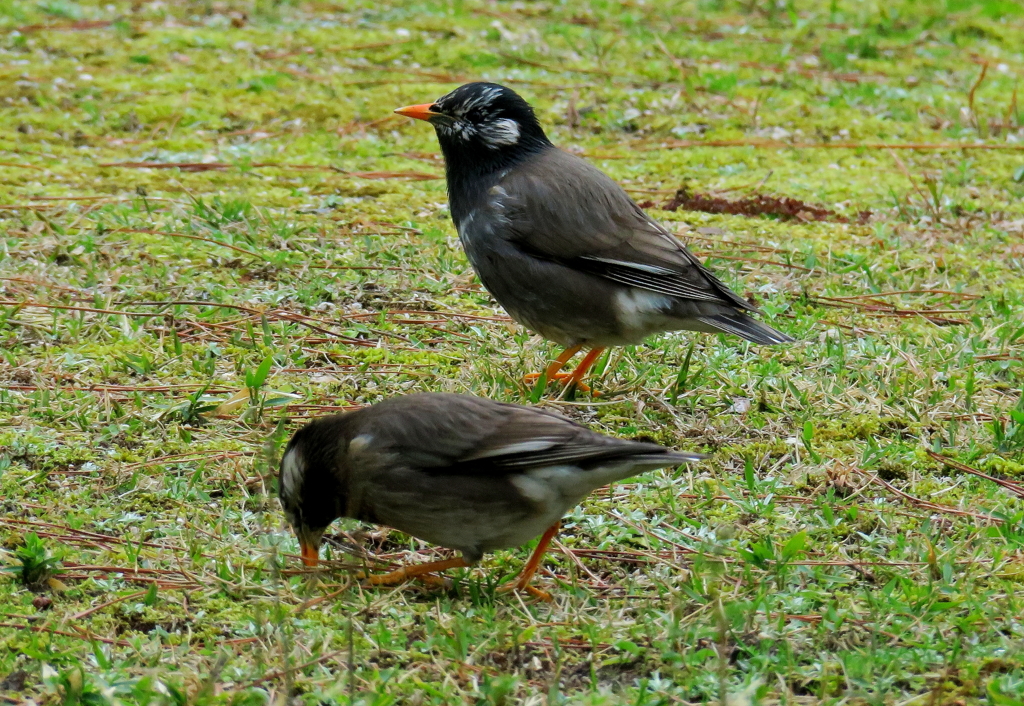 ムクドリィ～～～～～～ズ～♪