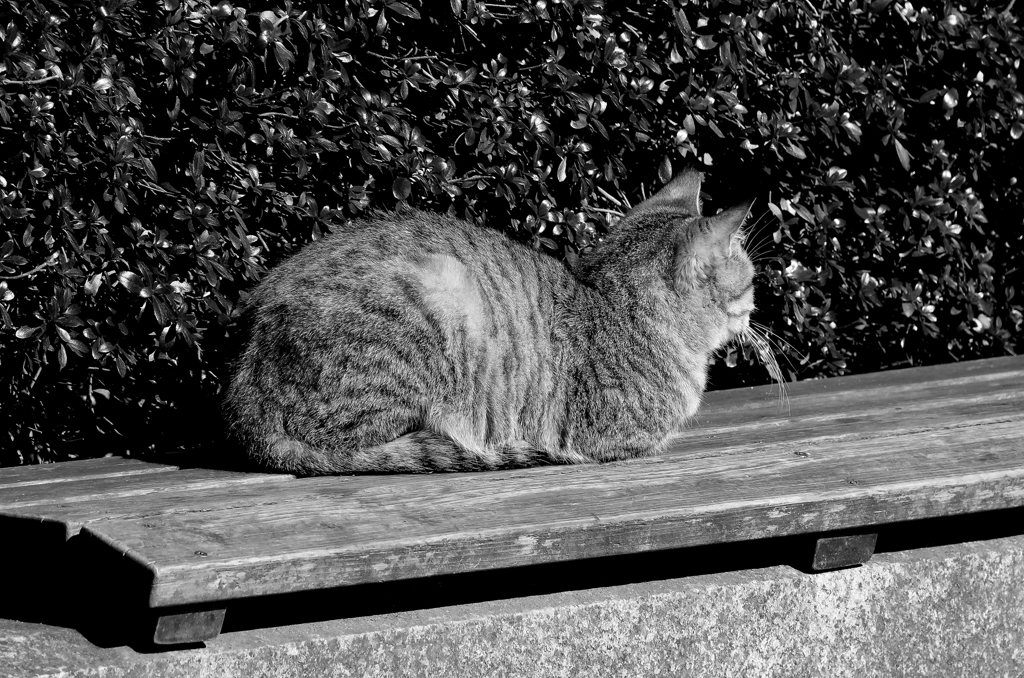 公園のニャンコ