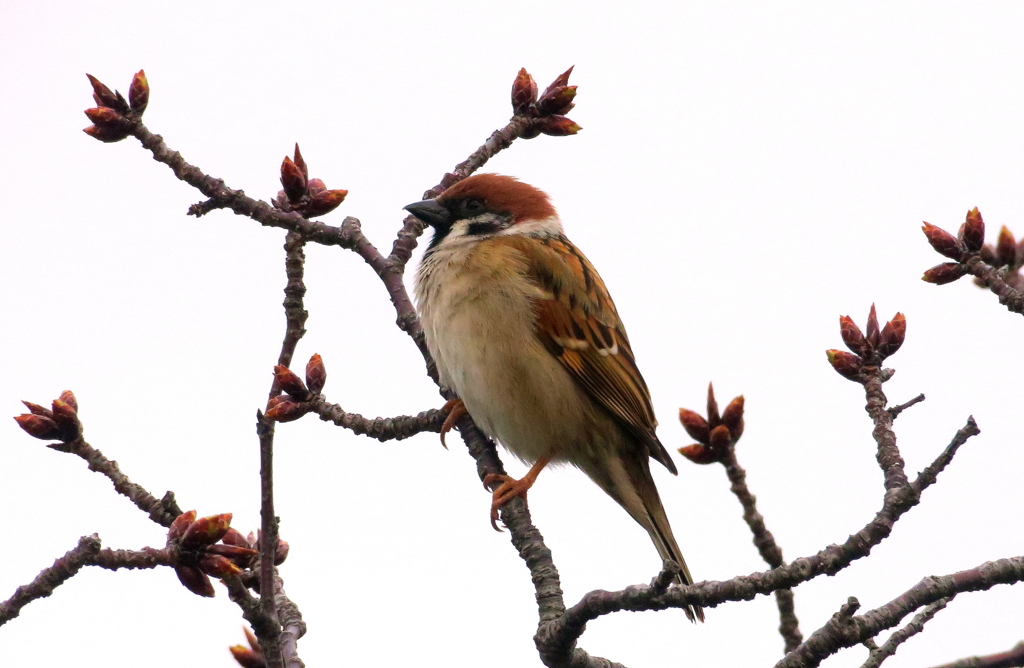 Sparrow（スパロー）