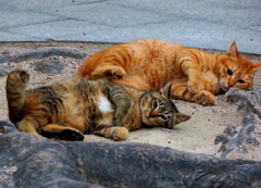 今日2月22日は「猫の日」