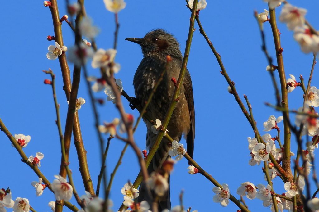 白梅にヒヨちゃん・・全然似合わんね・・(´；ω；`)ｳｩｩ