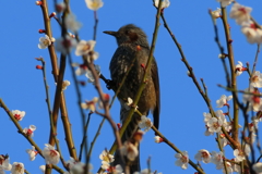 白梅にヒヨちゃん・・全然似合わんね・・(´；ω；`)ｳｩｩ