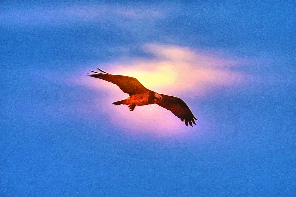 Osprey（ミサゴ）