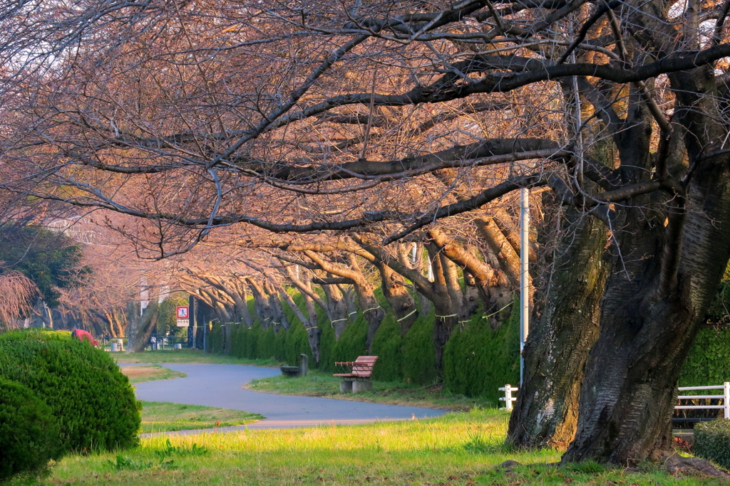 蕾は未だ硬かった（桜並み樹）