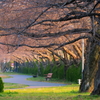 蕾は未だ硬かった（桜並み樹）