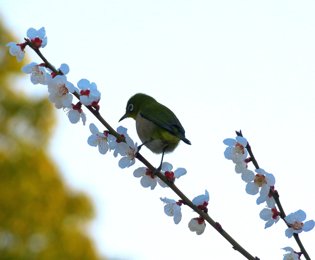 梅とメジロ
