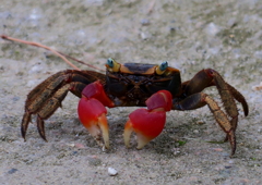 カニ様