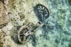 川を覗くと・・哀しなぁ・・