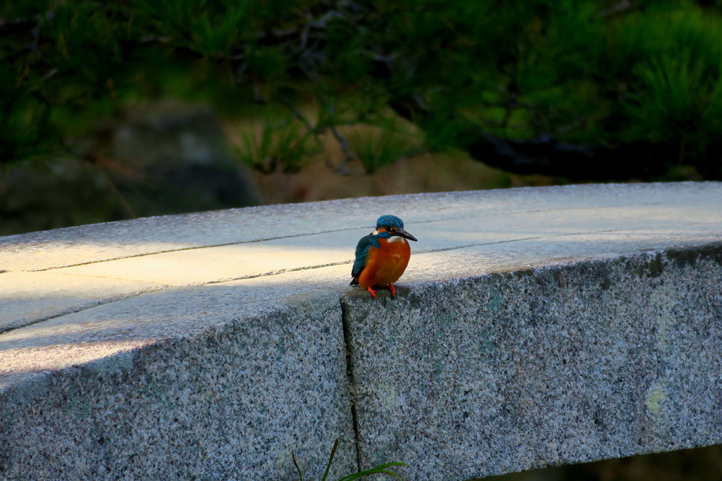 カワセミ１